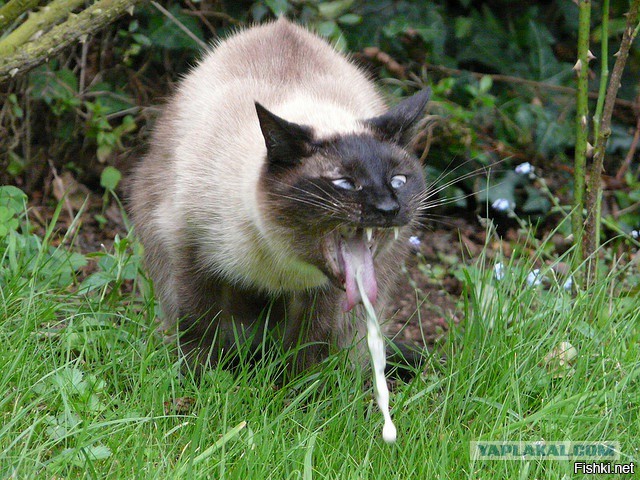 Когда залил не то масло