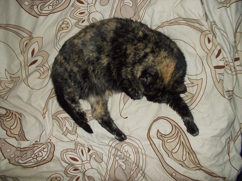 Котовторник  23.01.2018