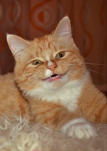 Прикольных котов пост