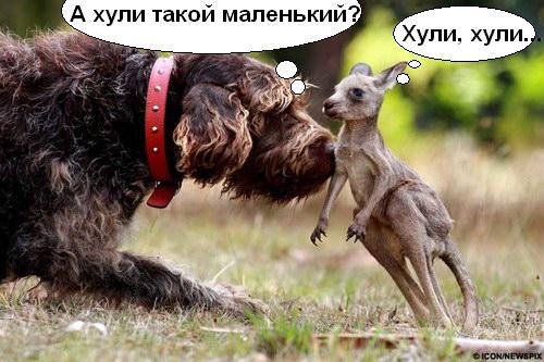 Рекс и Ру