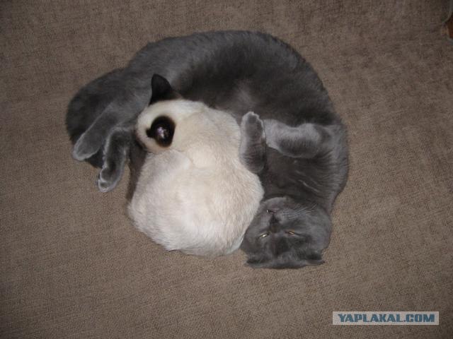 Котовторник на ЯПлакалъ 08.07.2008