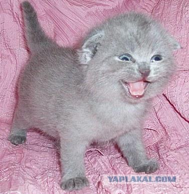Зевающие кошаки