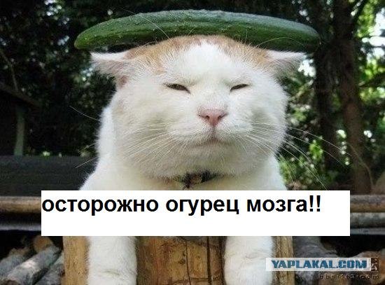 Кот-соня