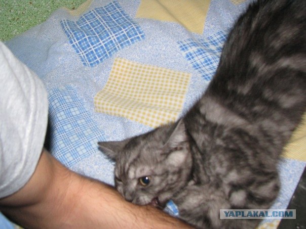 Котовторник 4.01.2011 - первый котовторник года