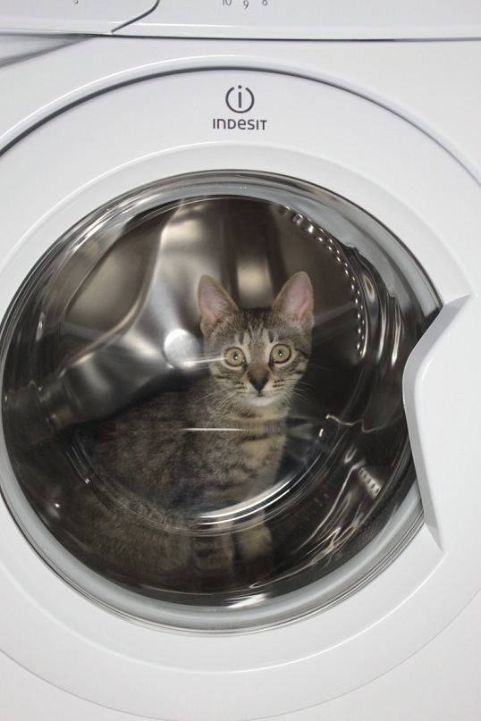 Котовторник. А как же?!