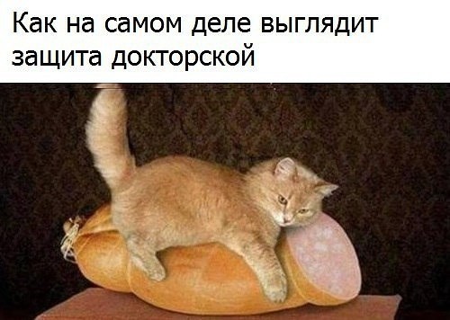 Шерстяные засранцы