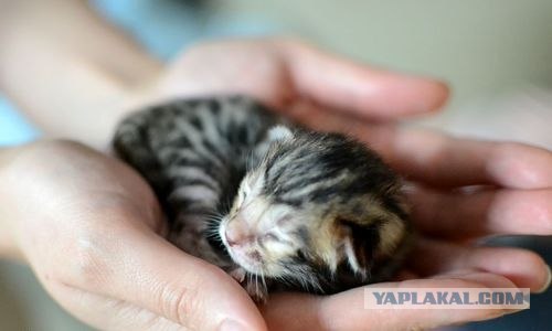 Котовторник на середину июня