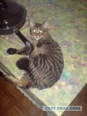 Котовторник с Максом