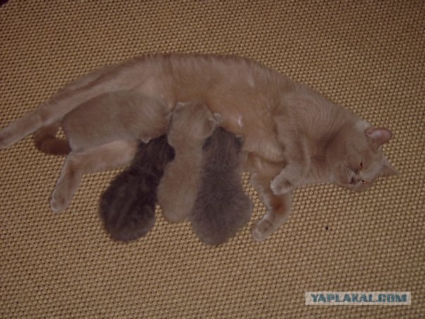Состоятельный котовторник