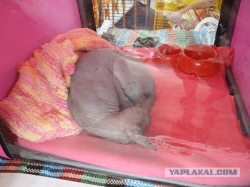Сонный Котовторник