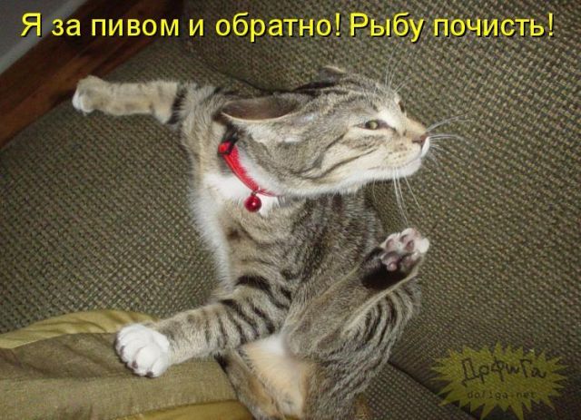 Котовторник 06.12.2011