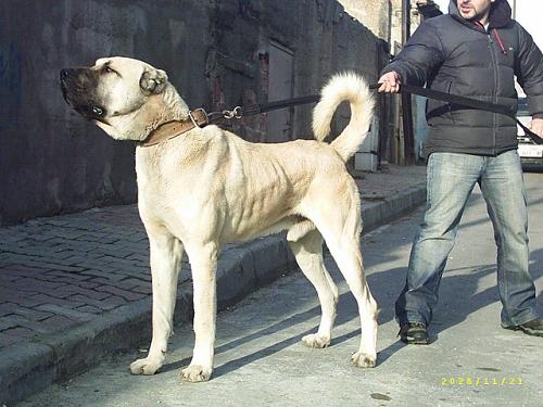 Самые большие собаки