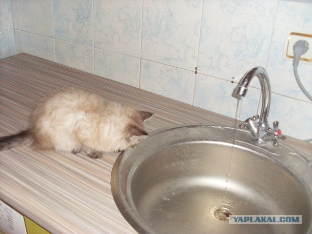 Котовторник (15.05.2012)