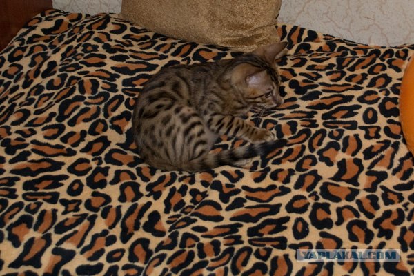 Котовторник  4.09.12