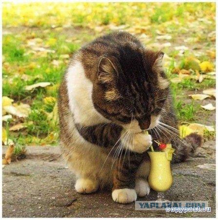 16 лучших котов сезона