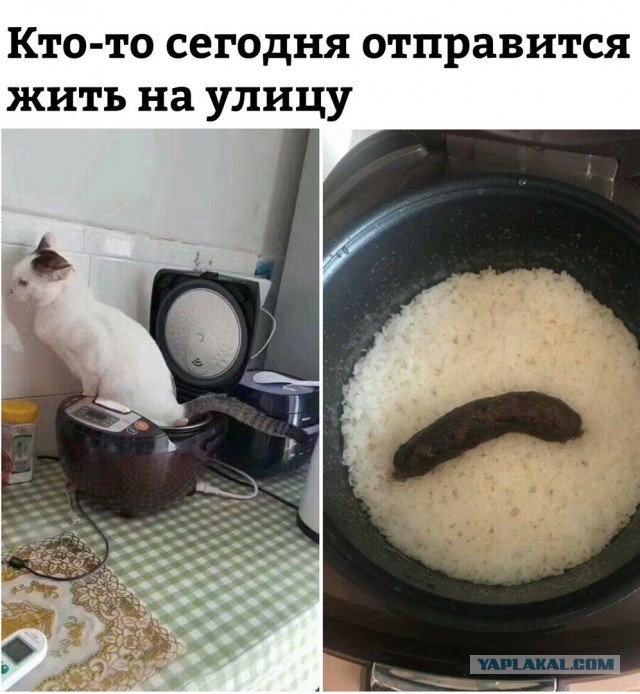 Мальца картинок