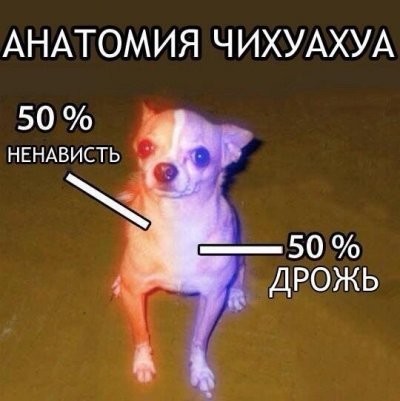 МВД включило в перечень потенциально опасных 69 пород собак