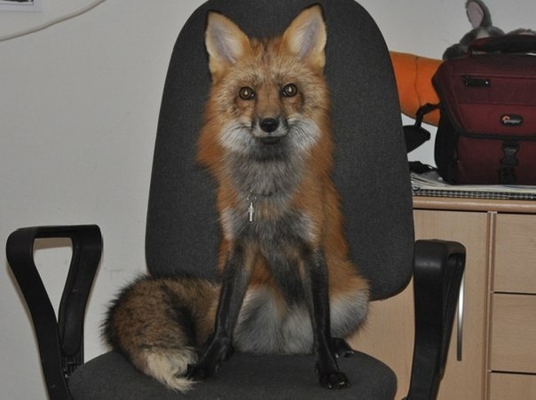 Живность из сети