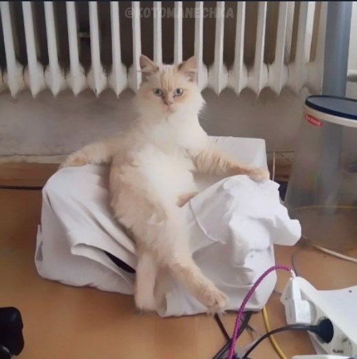 Эти забавные животные