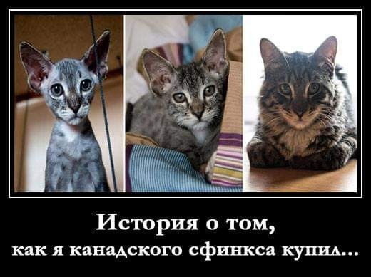 5 самых редких окрасов кошек