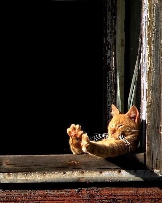 Уличные котаны