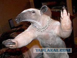 Каспийская мошка атакует