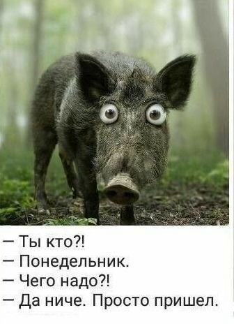 Начинается неделька...