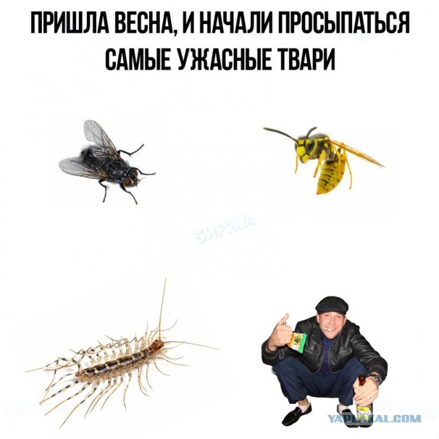 Весёлый полтишок 1.04