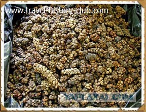 Они живут только 40 лет