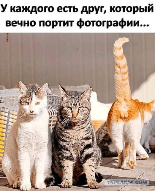 50 оттенков серого если самосвал баянов.  Vol.23