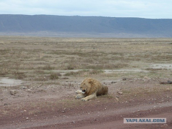 AFRICA - (Эфиопия,Кения,Танзация) 4-16 ноября 2011