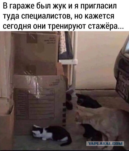 Весёлый полтишок 17.01.23