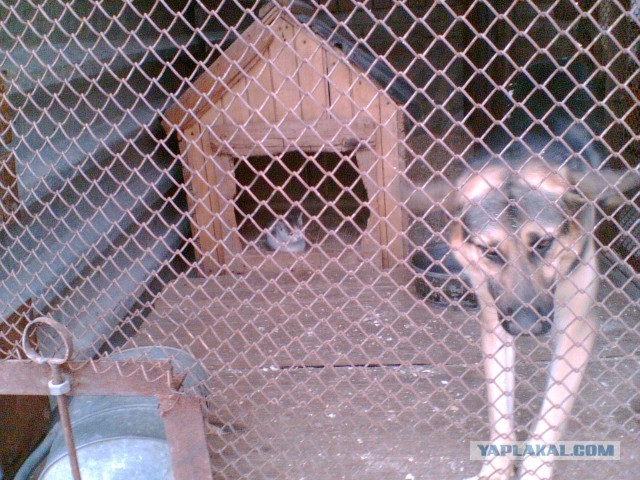 Наглость - второе счастье