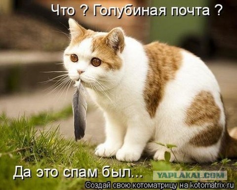 Сиськи на вооружении социальной инженерии