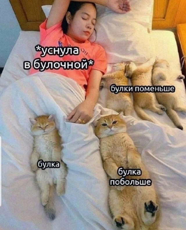К котовторнику: подборка картинок-баянов с котиками и про котиков. Выпуск 12
