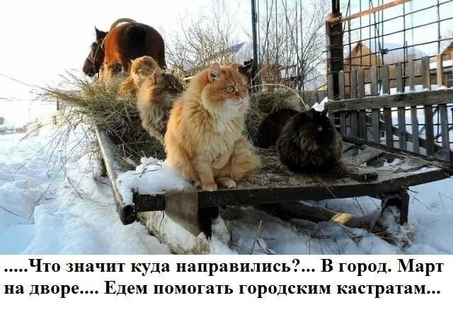 К котовторнику: подборка картинок-баянов с котиками и про котиков. Выпуск 35.