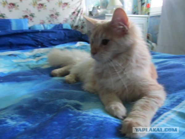 Котовторник 23.07.2013