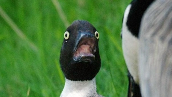 Ток глухаря вам в ленту)