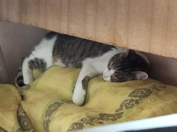 Дурацких фото котов тред — 4