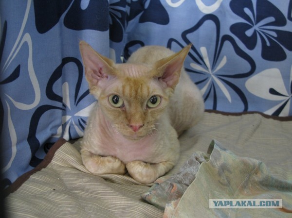 Котовторник  30.07.2013
