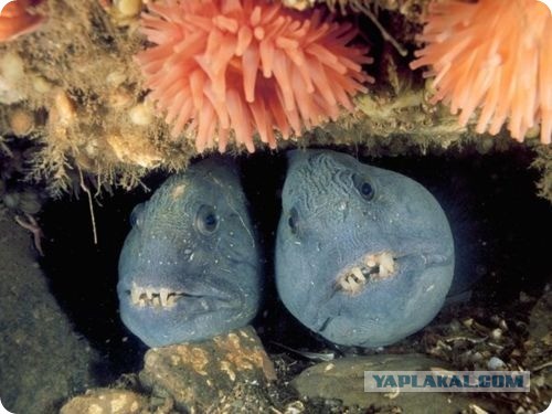 Ужасы морей и океанов