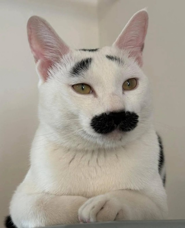 Котеек необычных псто