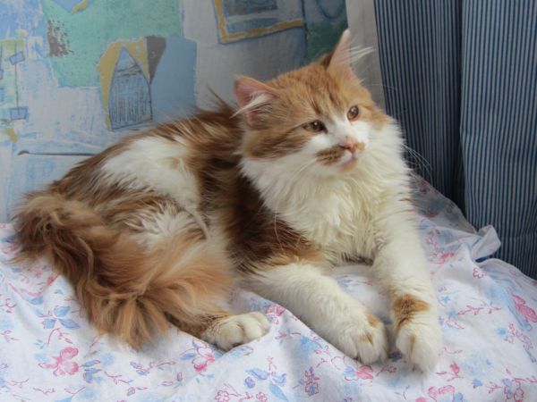 Котовторник 22.10.2013