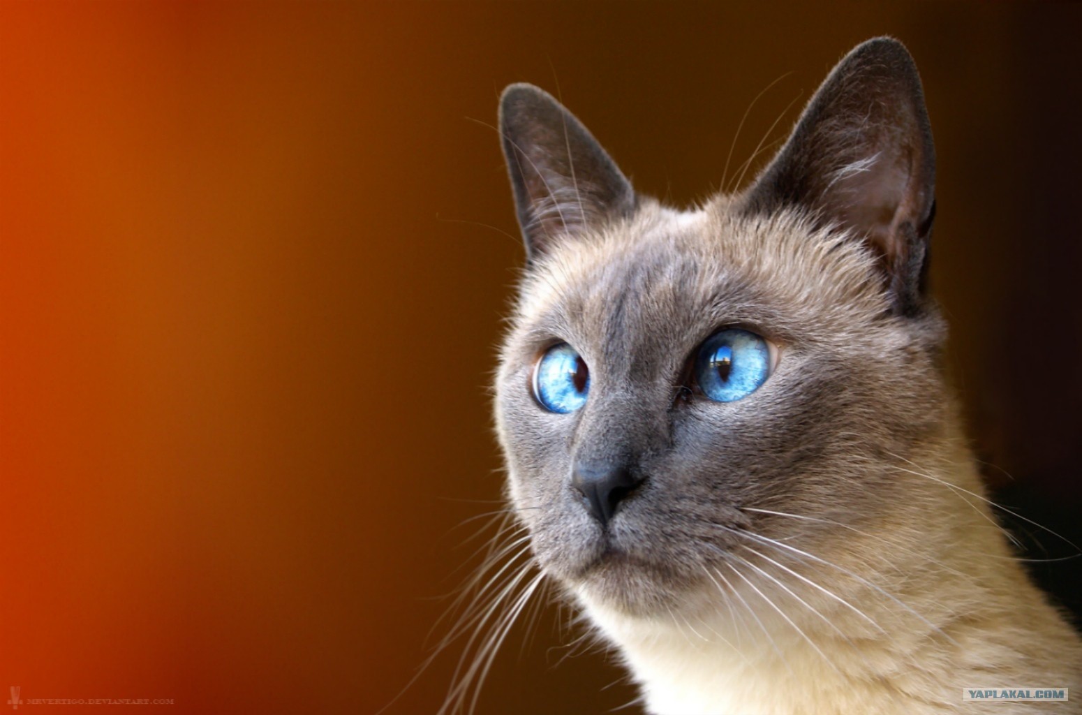 http://s00.yaplakal.com/pics/pics_original/5/8/9/2613985.jpg
