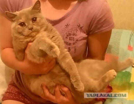Котовторник  08.07.2014