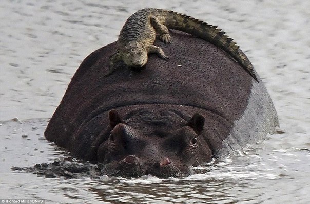 Чёрт, чёрт, чёрт!