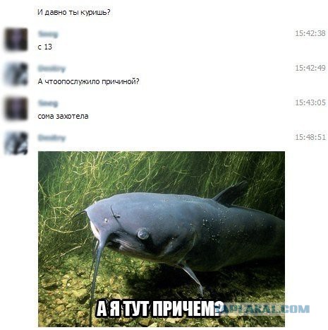 Смешные комментарии из социальных сетей