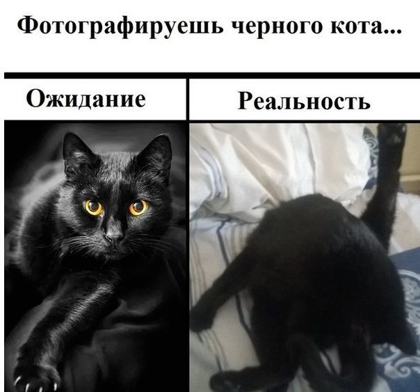 Непонятные коты