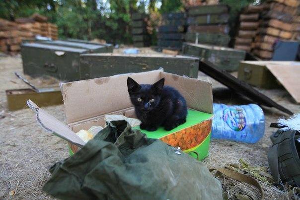 Кошки и собаки на войне в Донбассе