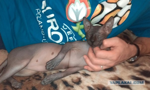 Если есть кошачье ню, то оно выглядит вот так...